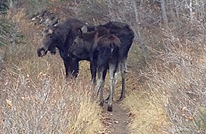 Momma moose and her teen were quite patient as I, from a safe distance, tried to motivate them to clear the trail