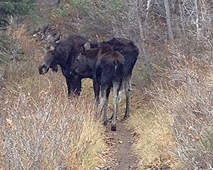 Momma moose and her teen were quite patient as I, from a safe distance, tried to motivate them to clear the trail