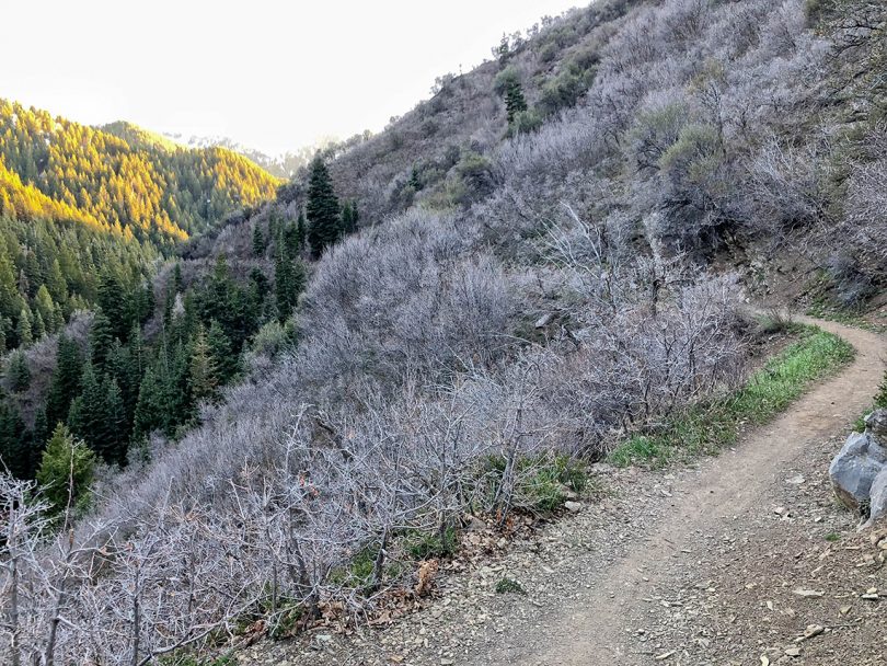Photo on Pipleline Trail in Millcreek Canyon, looking west