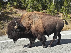 A bison strolls along the road in Yellowstone National Park ©2016 Canyon Media