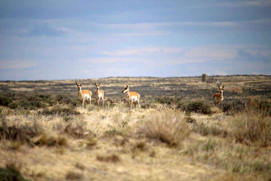 Pronghorn Antelope spotted on a mountain bike road trip to Lander Wyoming