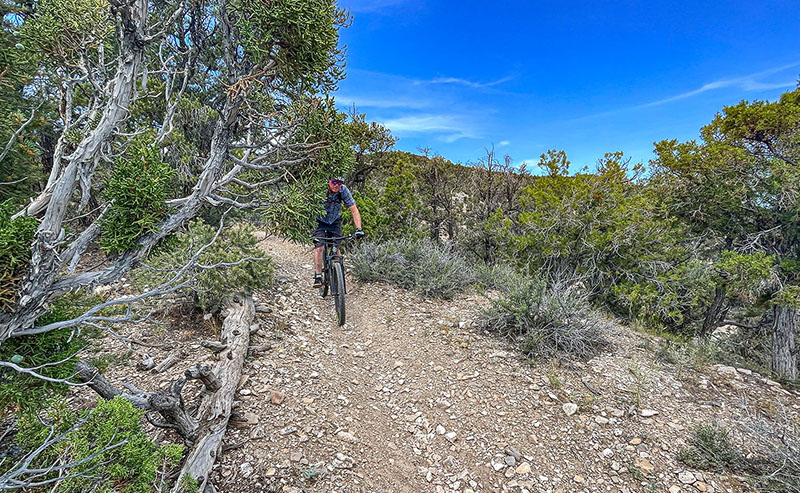 Sneaking past the Junipers on the Ice Plant Canyon trails in Ely Nevada, one of the best places to mountain bike in Nevada